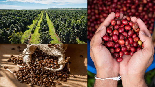 Tarifas, bolsa, producción, heladas y otras hierbas que afectan el precio del café.